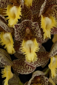 Catasetum Dentigrianum Sunset Valley Orchids HCC/AOS 77 pts.